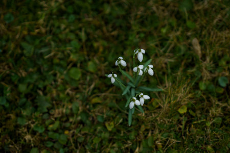 White snowdrops blooming in green grass, early spring flowers in natural outdoor setting