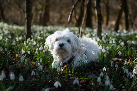 Small white Maltese dog standing among blooming snowdrops in spring forest meadow at golden hour,...