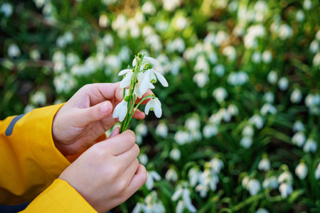 Close-up of Child hands holding small bouquet of snowdrop flowers while wearing yellow raincoat in spring nature, real life moment..の写真素材