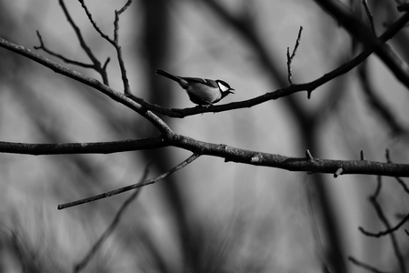 Small songbirds in a treeの写真素材