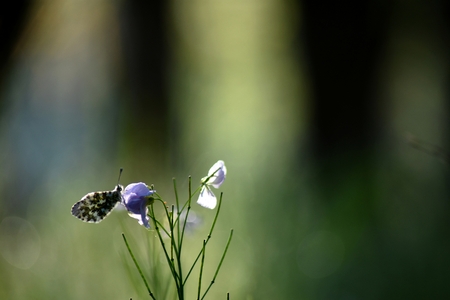 Butterfly in a fieldの写真素材