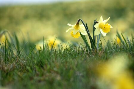 Daffodils in a field on a rainy dayの写真素材