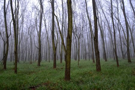 Forest was foggy dayの写真素材