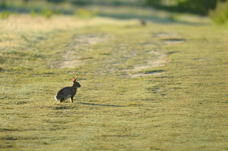 Rabbit in a field at sunrise