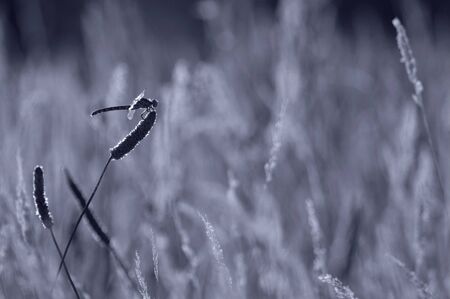Insect in a fieldの写真素材