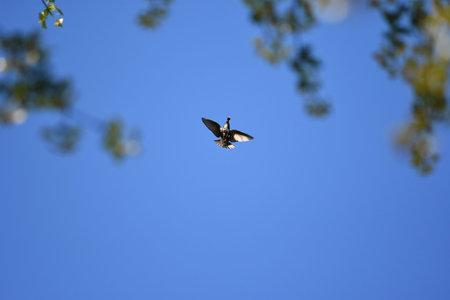 Bird in flight