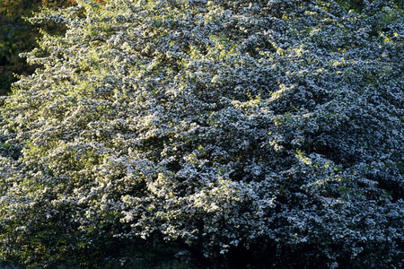 Flowering tree