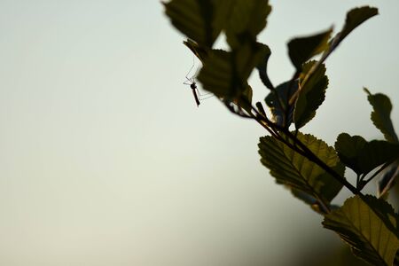 Insect in a leafsの写真素材