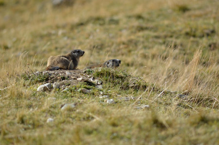 Marmot in mountain