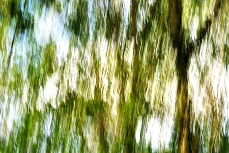 Landscape in forestの写真素材