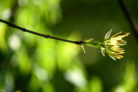 Leaf in forest