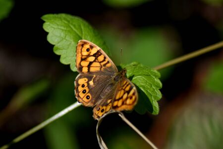 Butterflyの写真素材