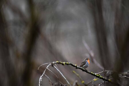 Small songbirds in a treeの写真素材