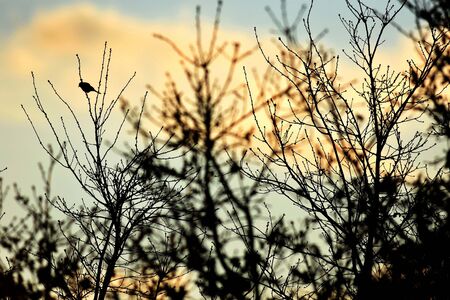 Bird in RhÃÆ''ne day in contre-Alpes Region (France)の写真素材