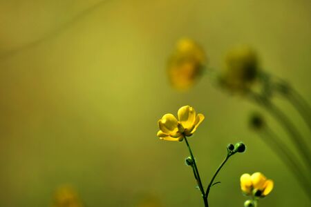 Flowerの写真素材