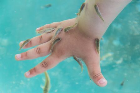 A child's hand in the water with fishes of garra rufa.の写真素材