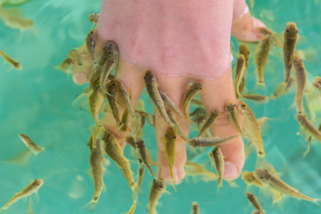 Garra Rufa in a fish spa surrounded the fingers of a child's hand. Close-up.