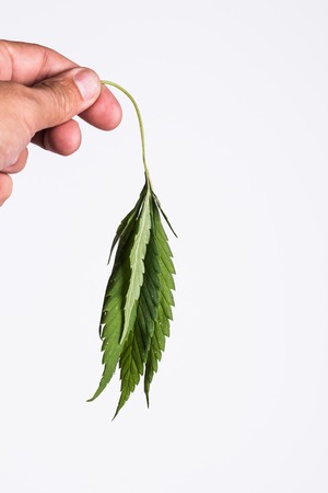 Fading cannabis leaf in a male hand on a white background.の写真素材