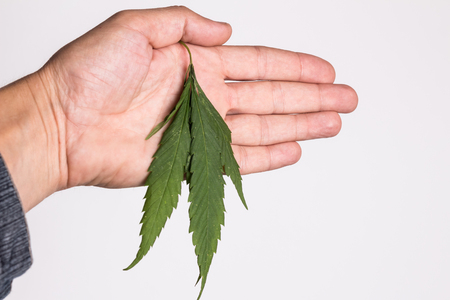Sluggish hemp leaf in a male hand on a white background.の写真素材