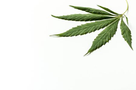 A sheet of marijuana with white spots on a white background. close-up.の写真素材