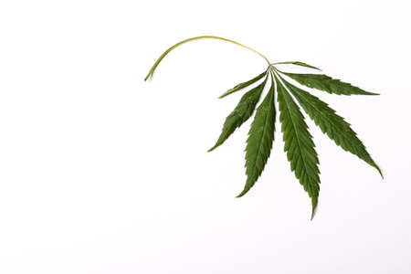 A dried cannabis leaf on a white background.の写真素材