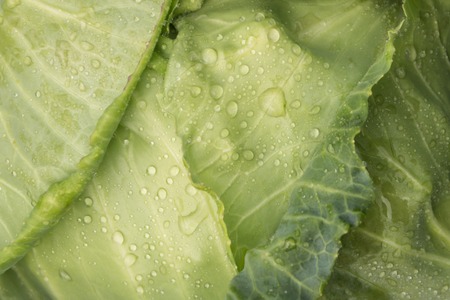 A background of a green cabbage cabbage with water drops close-up.の写真素材