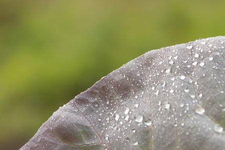 Dew drops on a sheet of red cabbage.