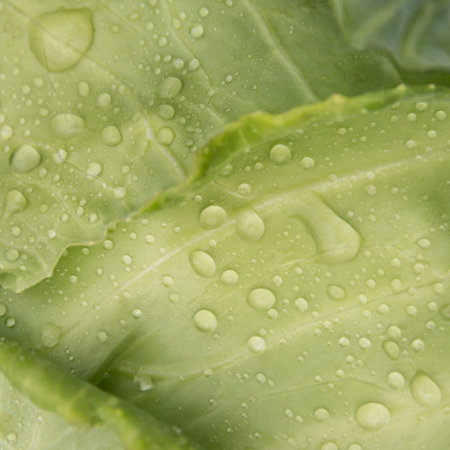 A square picture of a drop of water against the background of a green head of cabbage.