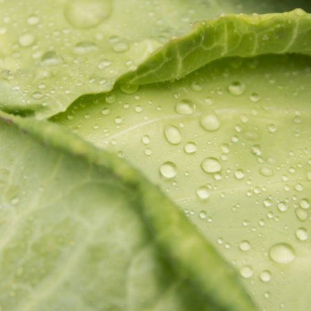 Background for a day of vegans. A square picture of a drop of water on a cabbage.の写真素材