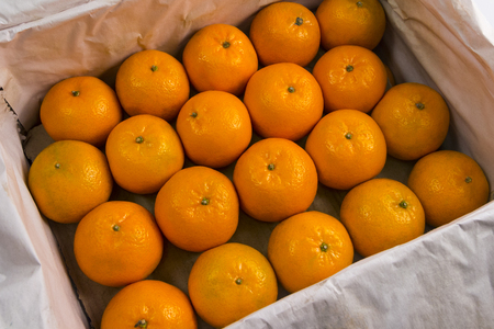 Ripe large tangerines lie in a container with a packing white paper. Harvesting of citrus fruits. Twenty orange mandarins.の写真素材