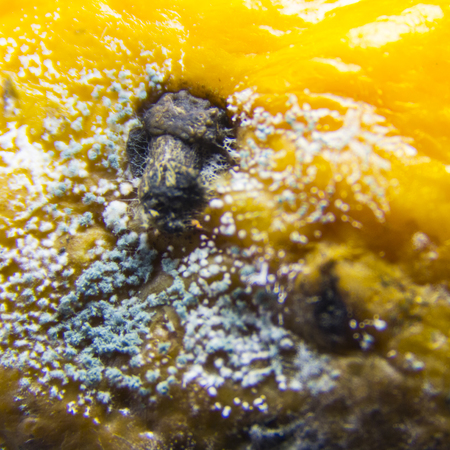 Rot and mold on spoiled orange citrus fruit tangerine or orange or lemon. Square frame. Close-up. Macro photography.の写真素材