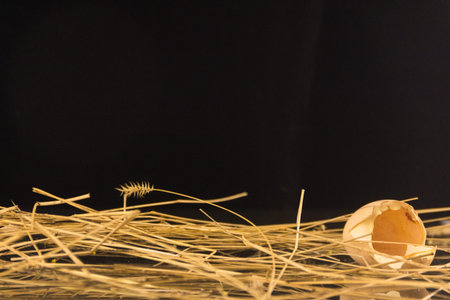 Abstract black background with dry grass and egg from hatched newborn chicken.の写真素材