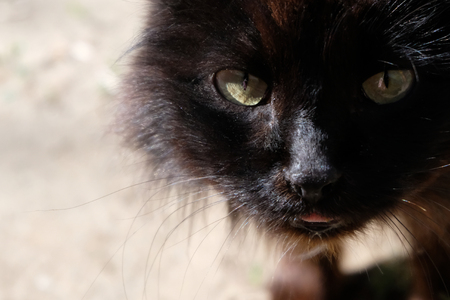 A look of a black fluffy street cat. Portrait of a wild animal.の写真素材