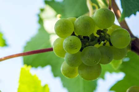 A bunch of ripe green grapes on a branch. Natural product of vegetarians.の写真素材