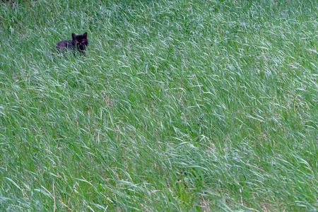 Black cat in the corner of the frame among the juicy green grass. Summer background. Copy space.の写真素材