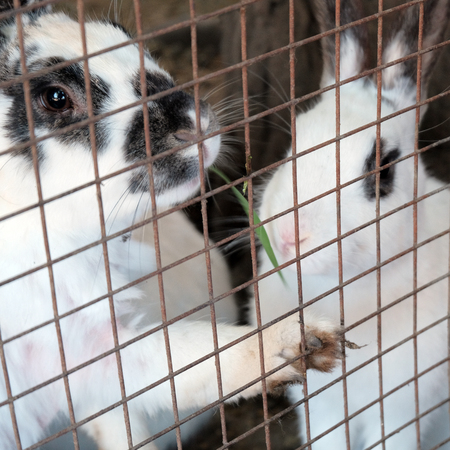Rabbits in the cage eat grass and looks through the grate. Square frame.の写真素材