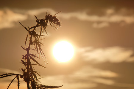 Silhouettes the tops of wild hemp with inflorescence and seeds against the beautiful evening sky. Cannabis leaned toward the sun. Concept for background on the legalization or prohibition of marijuanaの写真素材