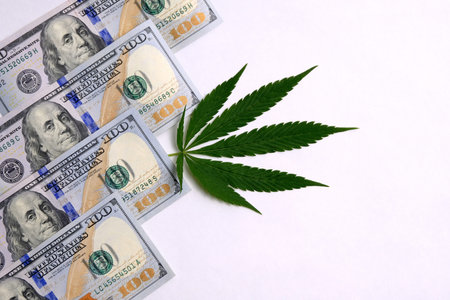 Green canapis leaf next to 400 US dollars on a white background. The concept of the sale and...