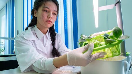 2019-09-01, Kazakhstan, Kostanay. Hydroponics. School laboratory. Growing green plants in water without land. Asian girl showing zucchini sprouts with roots. Students experimental biological class.のeditorial素材