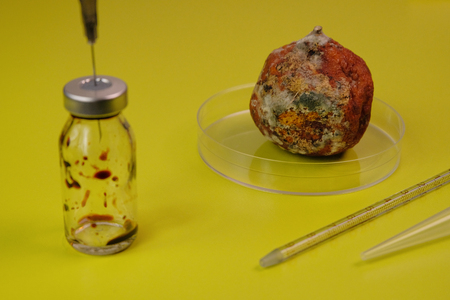 Laboratory tests with spoiled citrus. Moldy mandarin and syringe with injection in vitro. The concept of laboratory work and the study of GMOs.の写真素材