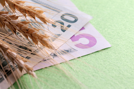 Wheat ears on dollar bills. Twenty five US dollars. The concept of commodity-money relationships. Green background.の写真素材
