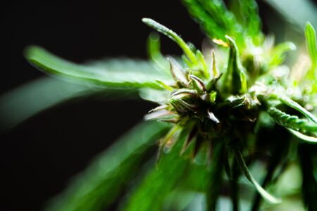 The top of hemp with water drops on a black background. A closeup of wet marijuana. Growing Macro. Selective focus.の写真素材