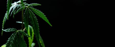 Hemp bush and leaves with drops of water on a black background. Copy space. Macro. A closeup of wet marijuana. Selective focus.の写真素材