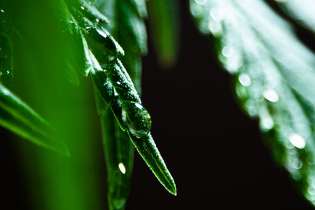 Dew on a leaf of hemp. A drop of water on marijuana. Macro shot of a canabioid plant. Close-up of...