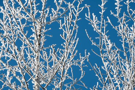 Branch covered with snow. White birch on a blue background. Winter sunny day.の写真素材