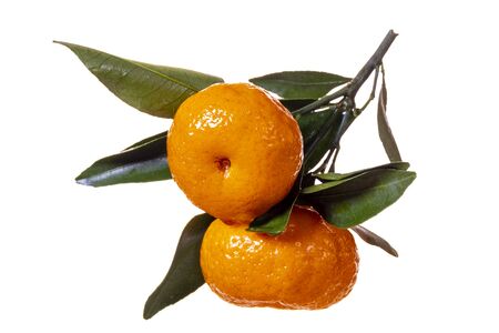 A branch with ripe tangerines and green leaves, covered with drops of water. Citrus fruit contains vitamin C. The concept of natural healthy food. Isolate on a white background.の写真素材