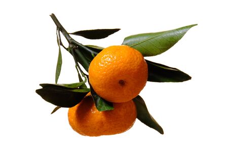 Branch with ripe tangerine and green leaves. High Vitamin Citrus Fruit. isolated on white background.の写真素材