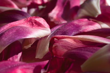 pentalの写真素材