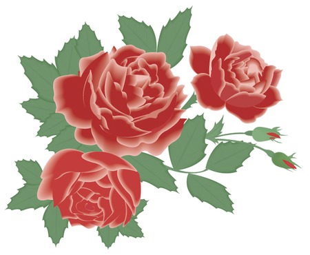 red rosesのイラスト素材