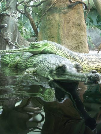 Crocodiles. Rest after filling dinnerの写真素材
